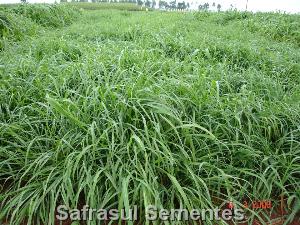 Hạt cỏ Ruzi - Công Ty TNHH Đầu Tư Và Phát Triển Nam Thái